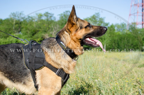 The Best Dog Harness for German Shepherd